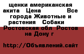 щенки американская акита › Цена ­ 30 000 - Все города Животные и растения » Собаки   . Ростовская обл.,Ростов-на-Дону г.